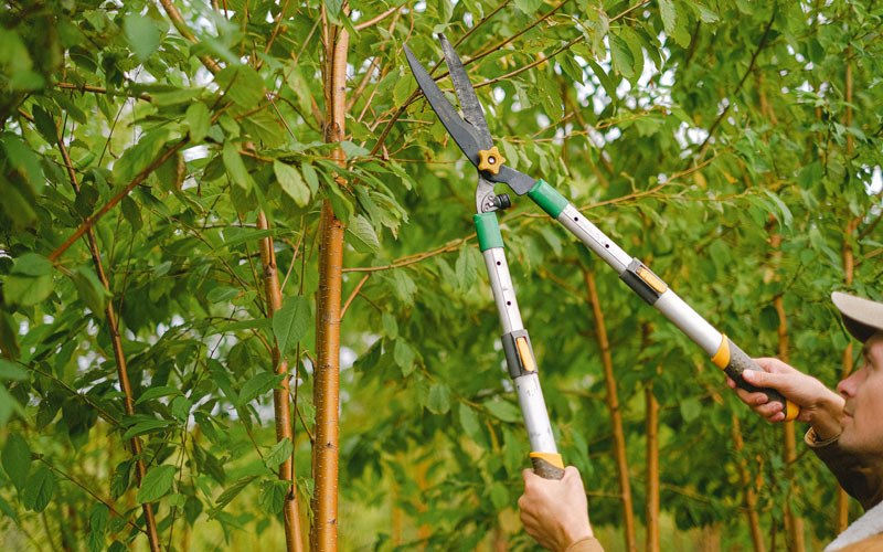 Tree trimming in Garden Grove, IA