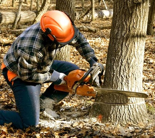Tree Removal in Garden Grove, IA